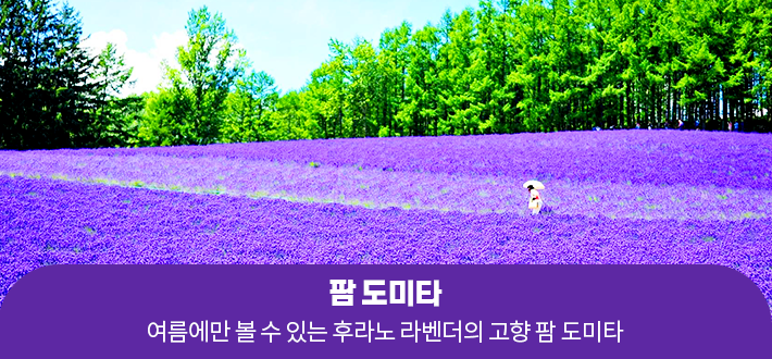 팜 도미타